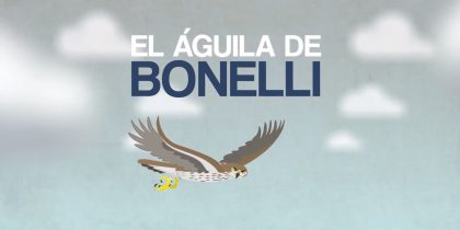 El Águila de Bonelli